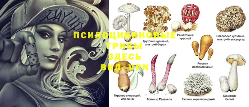 Псилоцибиновые грибы Psilocybine cubensis  Бугуруслан 